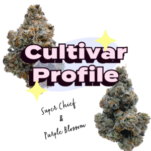 Cultivar Profile Super Chief and Purple Blossom
