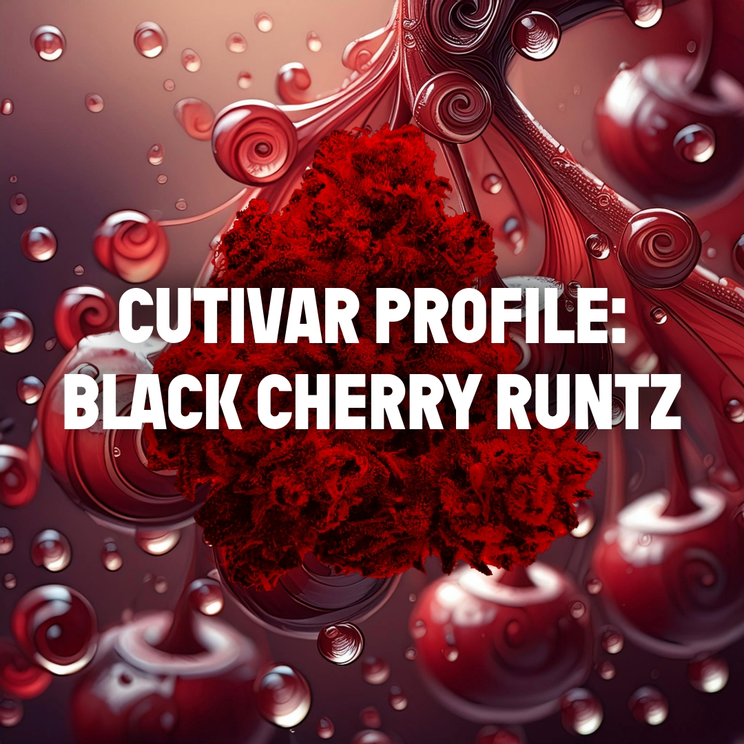 Cultivar Profile | Black Cherry Runtz – Curated Cannabis